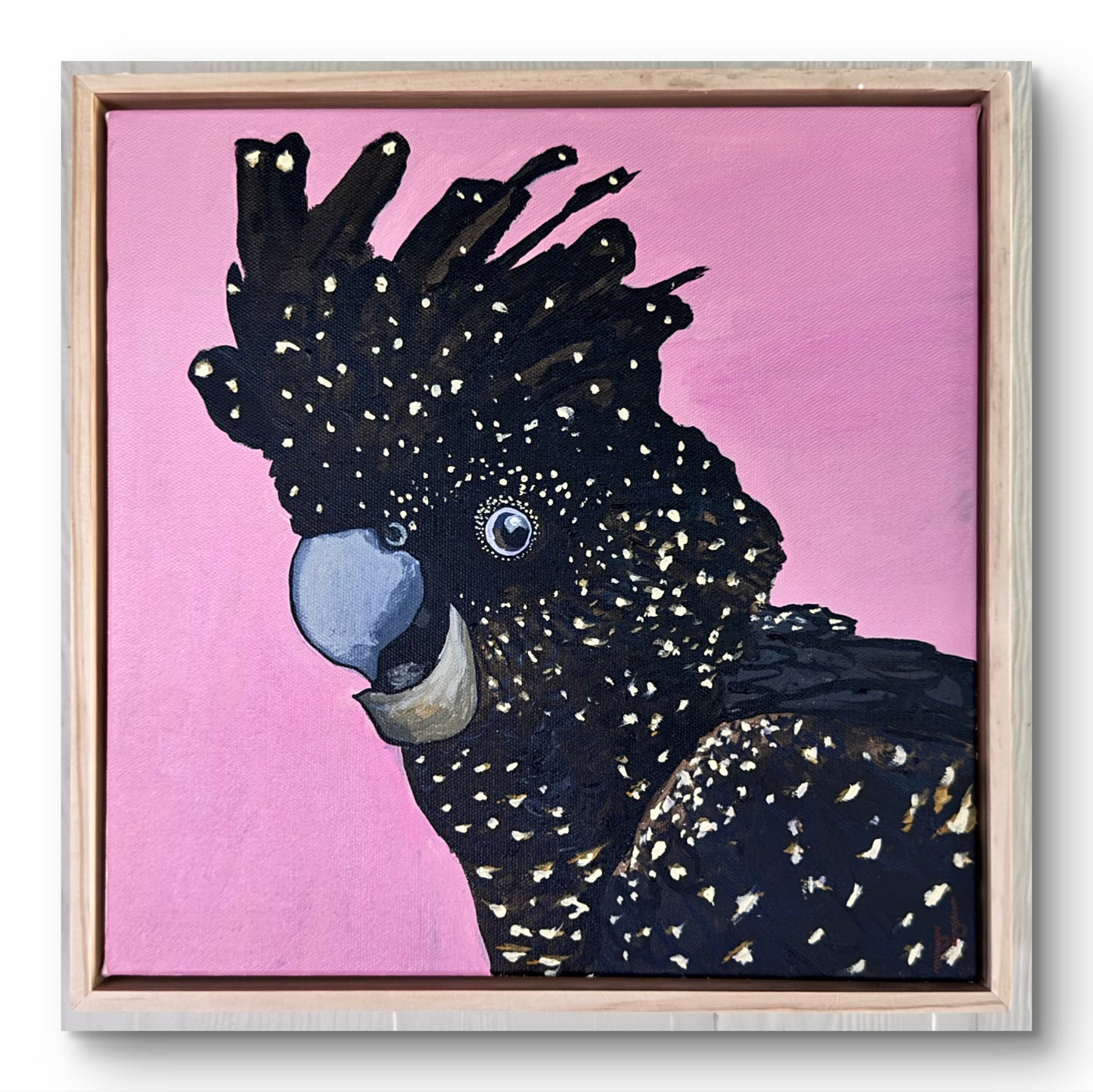 Black Cockatoo: Bush Rogue