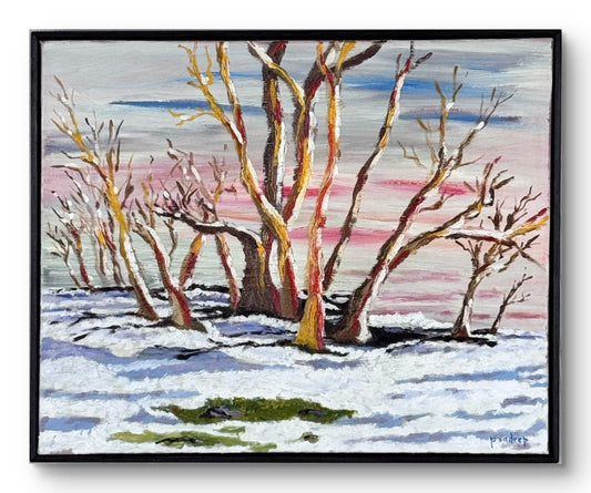 Rainbow Gums: Colours in Snow