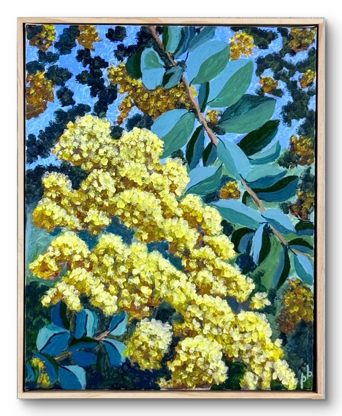 Sunlit Wattle