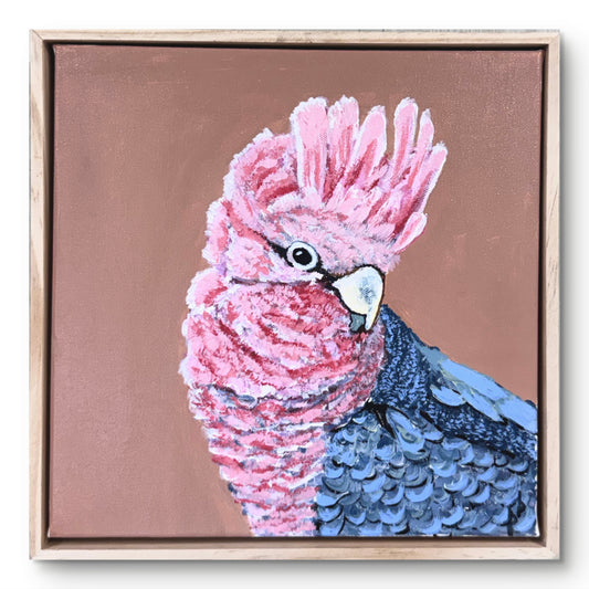 Galah: Local Larrikin