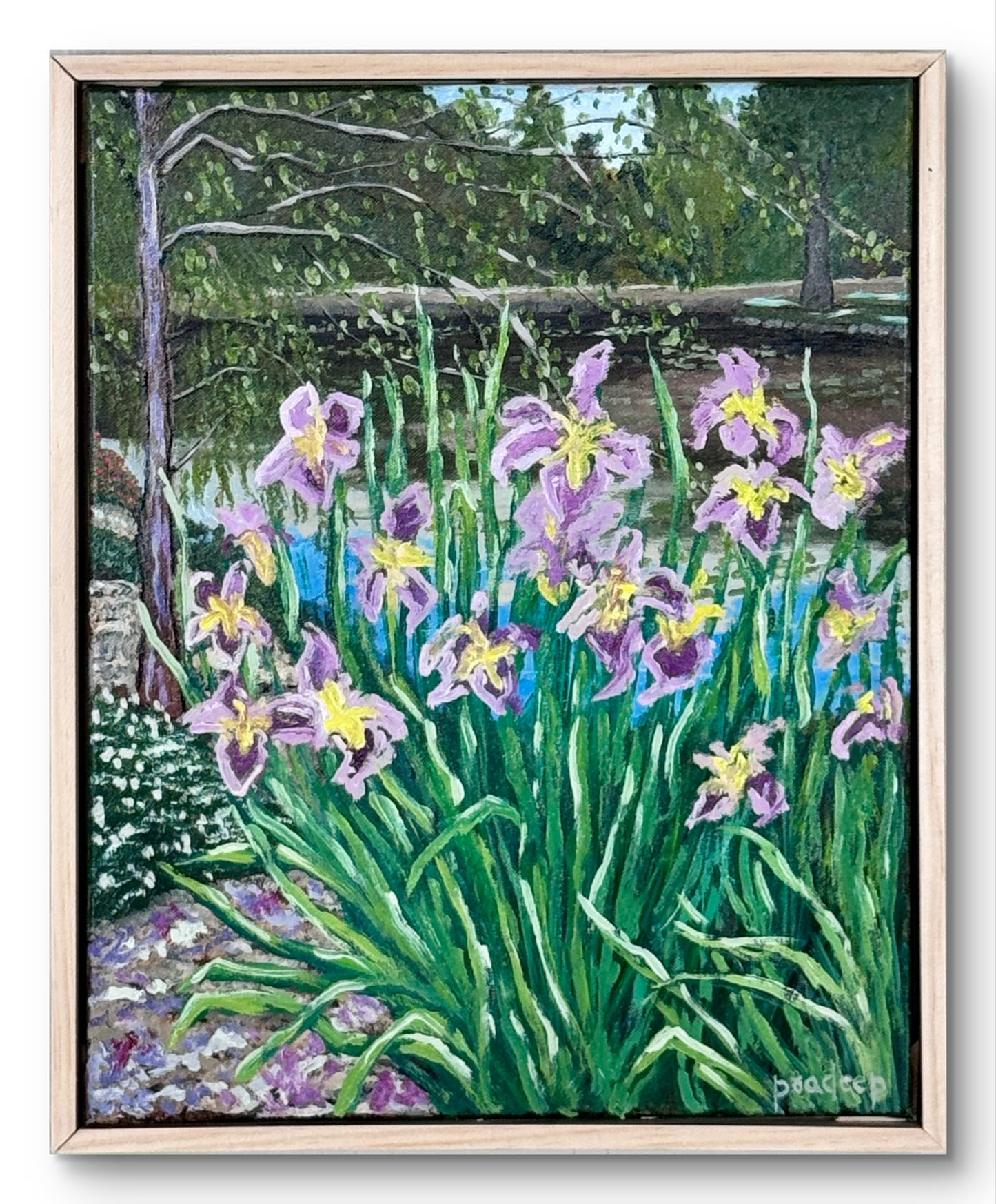 Morning Iris